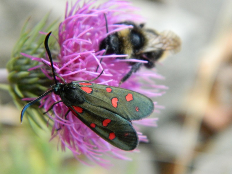 Pu essere Zygaena ephialtes?